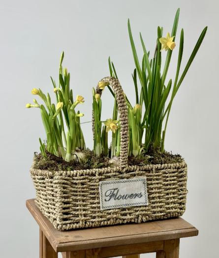 Композиция с нарциссами