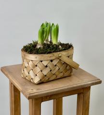 Композиция из гиацинтов