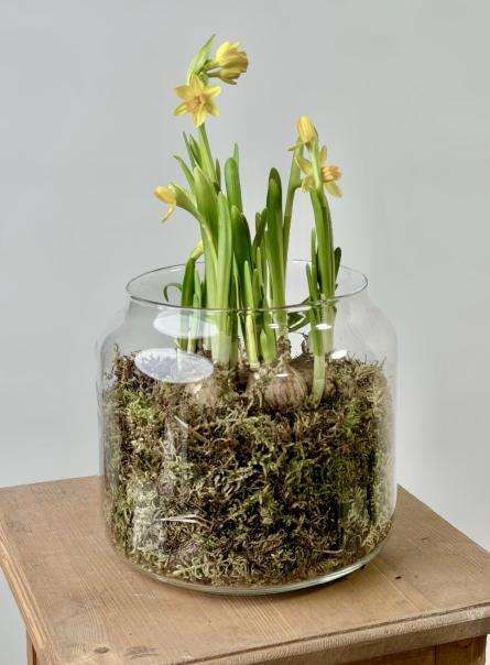 Композиция из нарциссов