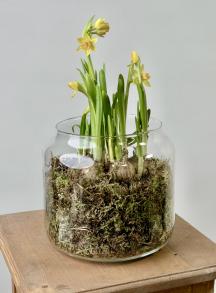 Композиция из нарциссов